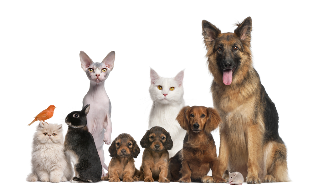 pets.jpg